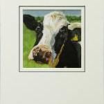 Cow Art Print From An Original Oil Painting,..